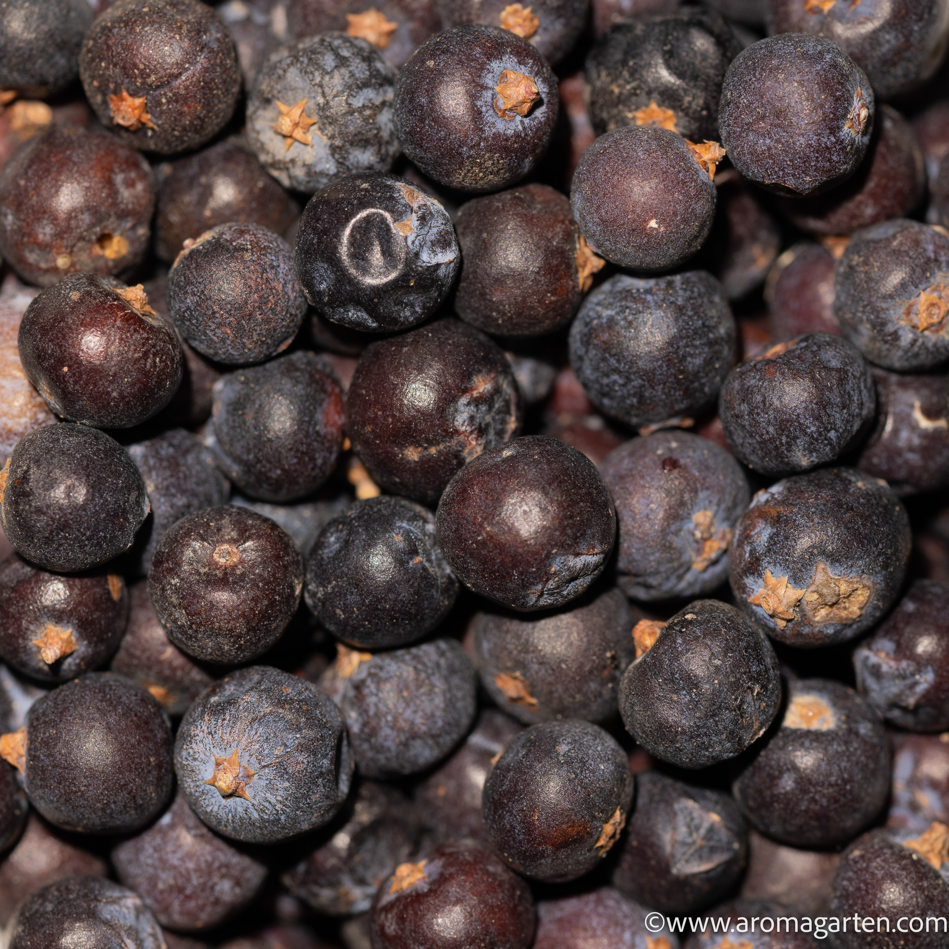 Wacholderbeeren