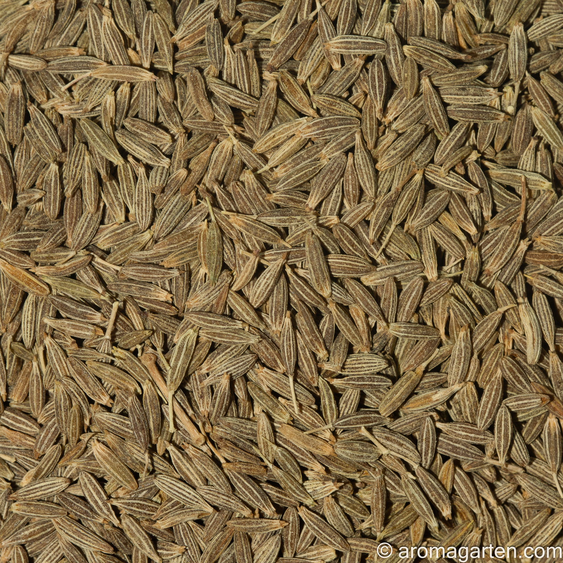 Kreuzkümmel (Cumin), ganz