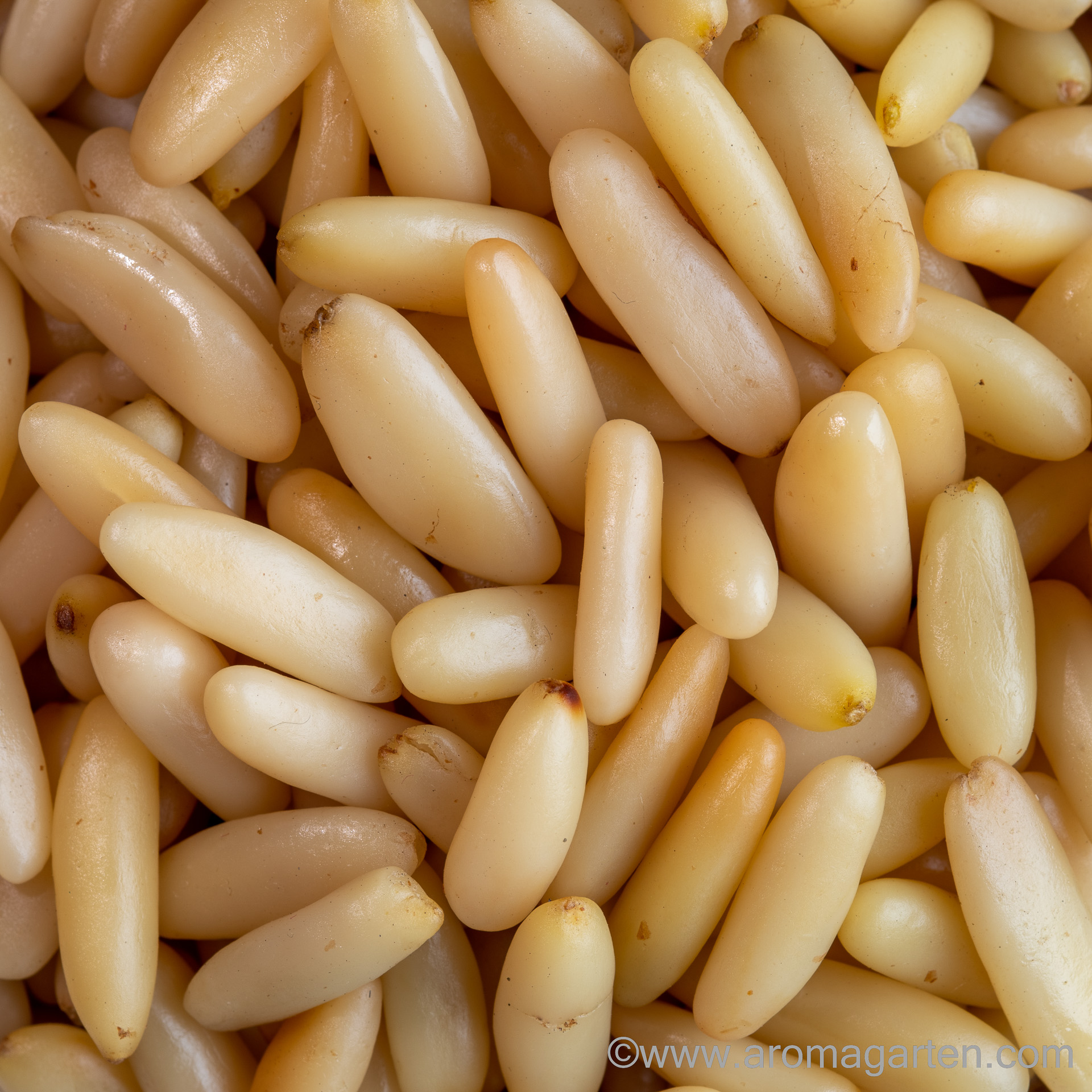 Pinienkerne