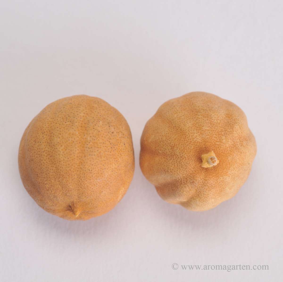Limetten Natürlicher Aromagarten