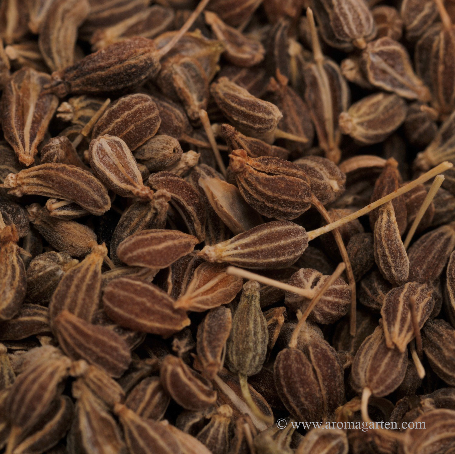 anis ganz natürlicher aromagarten